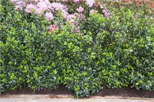 Immergrüne Laubgehölze - Immergrüne Laubgehölze Immergrüne Laubgehölze - Immergrüne Laubgehölze