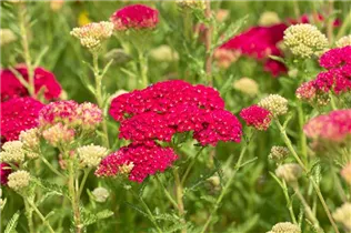Achillea millefolium 'Pomegranate'® - Schafgarbe 'Pomegranate'® Achillea millefolium 'Pomegranate'® - Schafgarbe 'Pomegranate'®