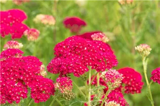 Achillea millefolium 'Pomegranate'® - Schafgarbe 'Pomegranate'® Achillea millefolium 'Pomegranate'® - Schafgarbe 'Pomegranate'®