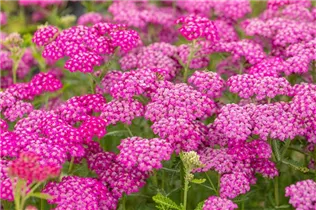 Achillea millefolium 'Pomegranate'® - Schafgarbe 'Pomegranate'® Achillea millefolium 'Pomegranate'® - Schafgarbe 'Pomegranate'®