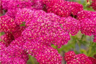 Achillea millefolium 'Pomegranate'® - Schafgarbe 'Pomegranate'® Achillea millefolium 'Pomegranate'® - Schafgarbe 'Pomegranate'®