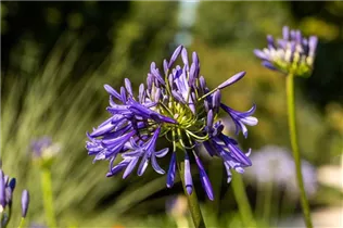 Agapanthus africanus 'Loch Hope' - Garten-Schmucklilie 'Loch Hope' Agapanthus africanus 'Loch Hope' - Garten-Schmucklilie 'Loch Hope'