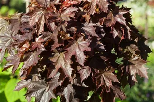 Acer platanoides 'Crimson Sentry' - Spitzahorn 'Crimson Sentry'