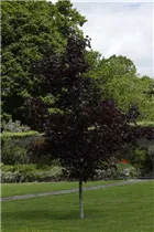 Acer platanoides 'Crimson King' - Roter Spitzahorn 'Crimson King'