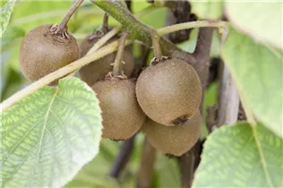 Actinidia chinensis 'Minkigold' - Kiwi 'Minkigold' Actinidia chinensis 'Minkigold' - Kiwi 'Minkigold'