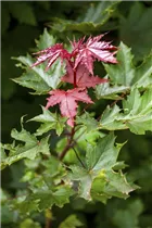 Acer platanoides 'Crimson Sentry' - Spitzahorn 'Crimson Sentry'
