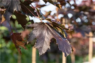 Acer platanoides 'Crimson Sentry' - Spitzahorn 'Crimson Sentry'