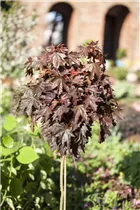 Acer platanoides 'Crimson Sentry' - Spitzahorn 'Crimson Sentry'
