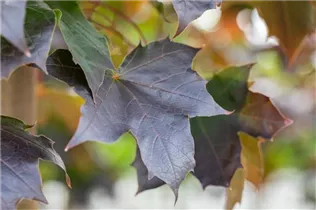 Acer platanoides 'Crimson Sentry' - Spitzahorn 'Crimson Sentry'