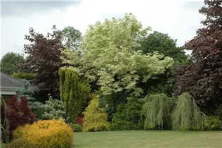 Acer platanoides 'Drummondii' - Spitzahorn 'Drummondii'