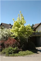 Acer platanoides 'Drummondii' - Spitzahorn 'Drummondii'