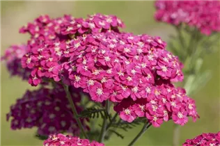 Achillea millefolium 'Saucy Seduction' - Schafgarbe 'Saucy Seduction' Achillea millefolium 'Saucy Seduction' - Schafgarbe 'Saucy Seduction'