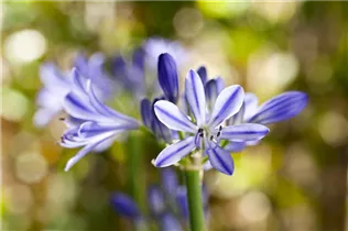Agapanthus hybride 'Blue Ribbon' - Schmucklilie 'Blue Ribbon'