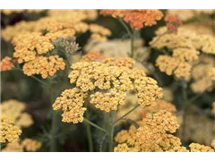Achillea millefolium 'Terracotta' - Schafgarbe 'Terracotta' Achillea millefolium 'Terracotta' - Schafgarbe 'Terracotta'