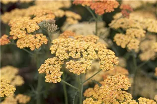 Achillea millefolium 'Terracotta' - Schafgarbe 'Terracotta' Achillea millefolium 'Terracotta' - Schafgarbe 'Terracotta'