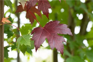 Acer platanoides 'Royal Red' - Oregon-Blutahorn 'Royal Red'