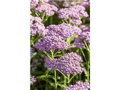 Achillea millefolium 'Wonderful Wampee' - Schafgarbe 'Wonderful Wampee' Achillea millefolium 'Wonderful Wampee' - Schafgarbe 'Wonderful Wampee'