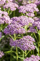 Achillea millefolium 'Wonderful Wampee' - Schafgarbe 'Wonderful Wampee' Achillea millefolium 'Wonderful Wampee' - Schafgarbe 'Wonderful Wampee'