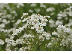 Achillea ptarmica - Bertrams-Garbe Achillea ptarmica - Bertrams-Garbe