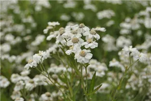 Achillea ptarmica - Bertrams-Garbe Achillea ptarmica - Bertrams-Garbe