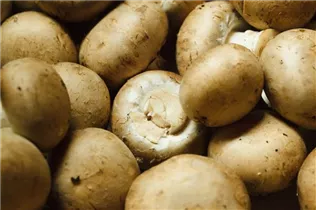 Agaricus campestris - Wiesen-Champignon