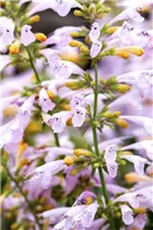 Agastache aurantiaca - Garten-Duftnessel