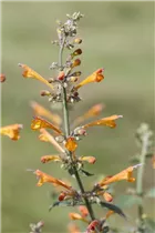 Agastache aurantiaca 'Apricot Sprite' - Garten-Duftnessel 'Apricot Sprite'