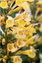 Agastache aurantiaca - Garten-Duftnessel