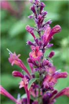 Agastache aurantiaca 'Raspberry Daiquiri' - Garten-Duftnessel 'Raspberry Daiquiri'