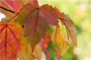 Acer rubrum - Rotahorn Acer rubrum - Rotahorn