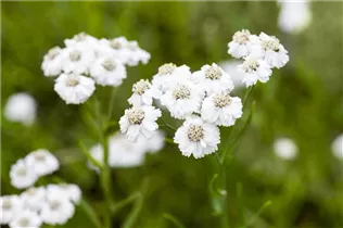 Achillea ptarmica 'Gypsy' - Garten-Bertrams-Garbe 'Gypsy'