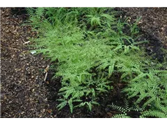 Adiantum pedatum - Pfauenradfarn Adiantum pedatum - Pfauenradfarn