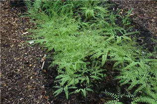 Adiantum pedatum - Pfauenradfarn Adiantum pedatum - Pfauenradfarn