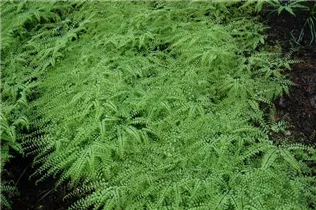 Adiantum pedatum - Pfauenradfarn Adiantum pedatum - Pfauenradfarn