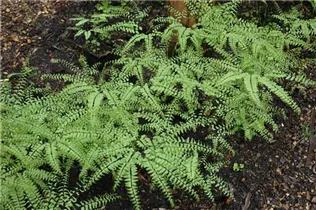 Adiantum pedatum - Pfauenradfarn Adiantum pedatum - Pfauenradfarn