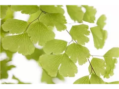 Adiantum raddianum - Frauenhaarfarn Adiantum raddianum - Frauenhaarfarn