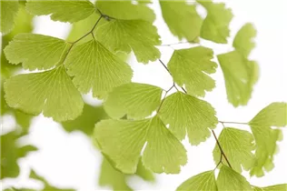 Adiantum raddianum - Frauenhaarfarn Adiantum raddianum - Frauenhaarfarn