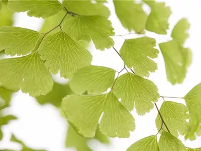 Adiantum raddianum - Frauenhaarfarn Adiantum raddianum - Frauenhaarfarn