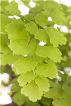 Adiantum raddianum - Frauenhaarfarn Adiantum raddianum - Frauenhaarfarn