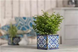 Adiantum raddianum - Frauenhaarfarn Adiantum raddianum - Frauenhaarfarn