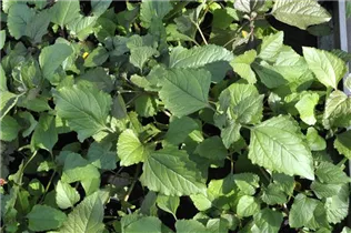 Acmella oleracea - Parakresse Acmella oleracea - Parakresse