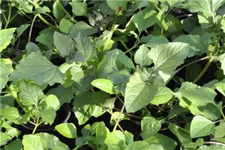 Acmella oleracea - Parakresse Acmella oleracea - Parakresse