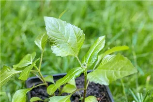 Acmella oleracea - Parakresse Acmella oleracea - Parakresse