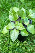 Acmella oleracea - Parakresse Acmella oleracea - Parakresse