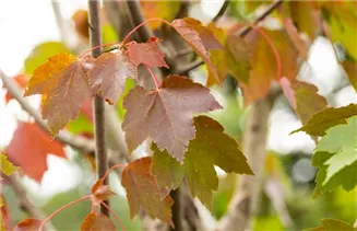Acer rubrum 'October Glory' - Rotahorn 'October Glory' Acer rubrum 'October Glory' - Rotahorn 'October Glory'