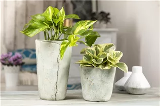 Epipremnum aureum - Goldene Efeutute