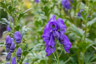 Aconitum carmichaelii 'Arendsii' - Garten-Herbst-Eisenhut 'Arendsii'