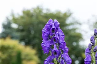 Aconitum carmichaelii 'Arendsii' - Garten-Herbst-Eisenhut 'Arendsii'
