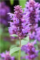 Agastache foeniculum 'Summer Skies'® - Garten-Duftnessel 'Summer Skies'®