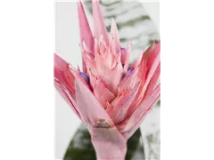 Aechmea fasciata - Lanzenrosette Aechmea fasciata - Lanzenrosette